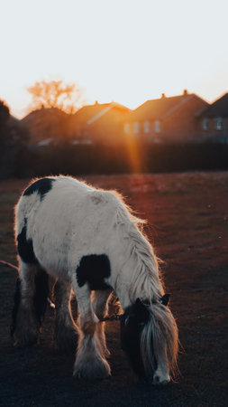 A beautiful countryside sunset with a horse grazing in the open fieldsの写真素材