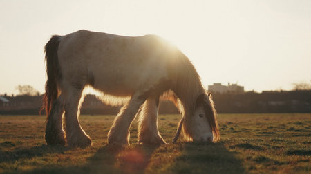 A horse with a thick mane grazes peacefully on a farm during sunsetの写真素材