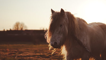 A long-maned horse stands in a golden English countryside at duskの写真素材