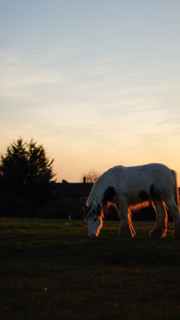 A horse grazing in a serene countryside setting during the golden hourの写真素材