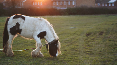 A horse peacefully grazing at sunset in the English countrysideの写真素材