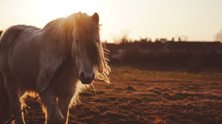 A long-maned horse stands in a golden English countryside at duskの写真素材