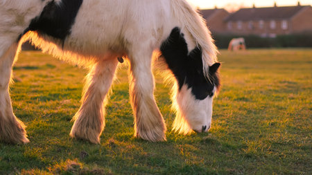 A lone horse stands grazing in the peaceful fields of rural Englandの写真素材