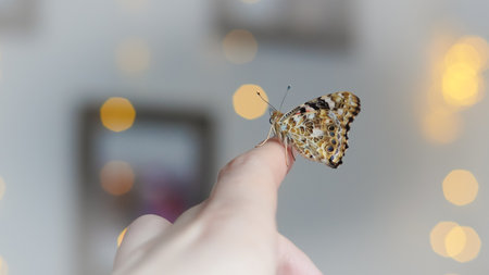 Butterfly nurtured at home resting calmly on a person peaceful fingerの写真素材