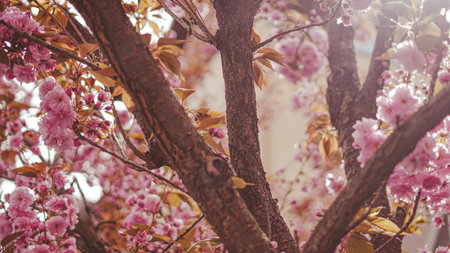 Sakura blossom alley represents calm awareness and visual mindfulnessの写真素材