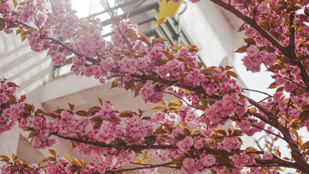 Sakura blossom alley represents calm awareness and visual mindfulnessの写真素材