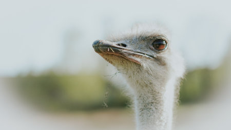 Close view of a curious ostrich head on a rural eco friendly bird farm.の写真素材