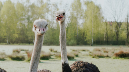 Funny and curious ostrich looking straight into camera on a modern farm.の写真素材