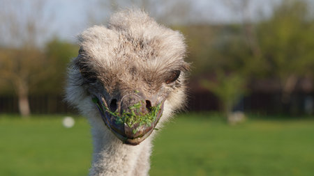Portrait of ostrich showing personality in farming.の写真素材