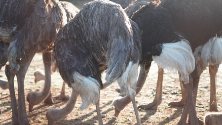 Close up of ostrich eating from feeder at sunny farm enclosureの写真素材