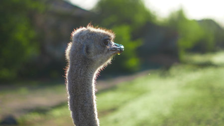 Group of ostriches on eco friendly ethical farm walking togetherの写真素材