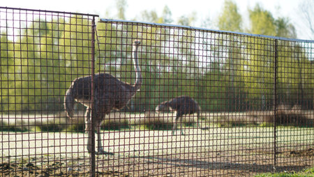 Ostriches in dry pasture of ethical farm in natural environmentの写真素材