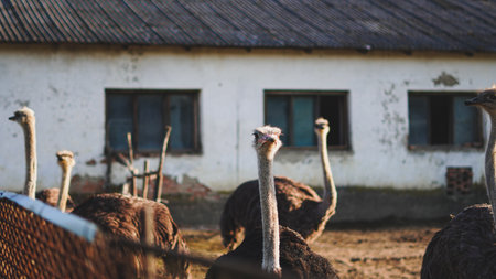 Group of ostriches on eco friendly ethical farm walking togetherの写真素材
