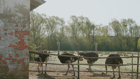 Ostriches camelus behind metal fence in countryside farm environmentの写真素材