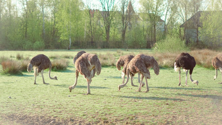 Camelus ostriches in dry pasture of ethical farm in natural environmentの写真素材
