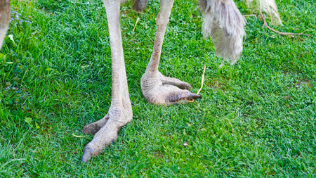 Ostrich feet standing on ground at green farmの写真素材