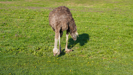 Ostriches breed freely walk in open farm field under sun raysの写真素材