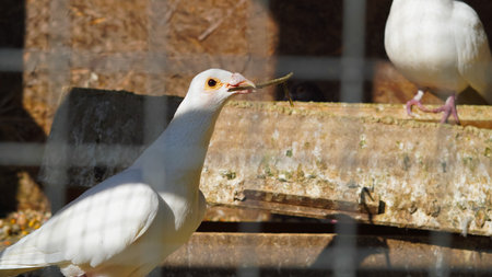 Peaceful pigeons visible behind metal grid in cozy aviary interiorの写真素材