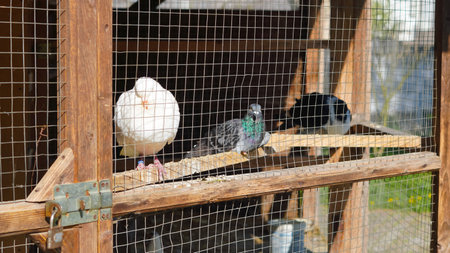 Peaceful pigeons visible behind metal grid in cozy aviary interiorの写真素材