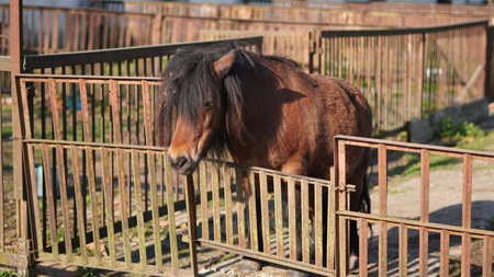 Peaceful brown pony inside paddock during golden hourの写真素材