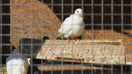 Peaceful pigeons visible behind metal grid in cozy aviary interiorの写真素材