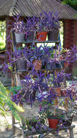 Pots with vibrant plants on garden pathways promoting eco sustainable gardening ideas.の写真素材