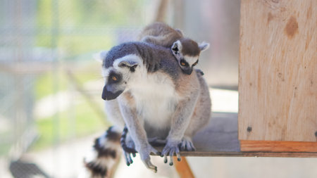 Exotic lemur sits behind zoo fence in calm pose awaiting human interaction.の写真素材