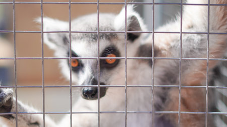 Exotic lemur sits behind zoo fence in calm pose awaiting human interaction.の写真素材