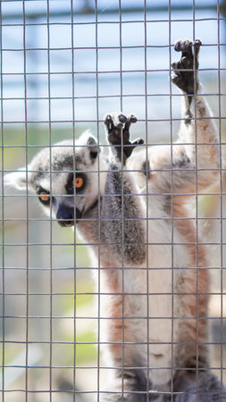 Zoo lemur behind cage bars showing emotions and wild instincts inside limitsの写真素材