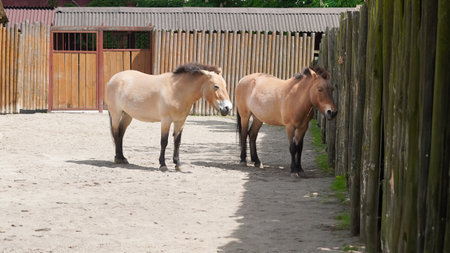 Przewalski horses grazing peacefully in a zoo's open air enclosureの写真素材