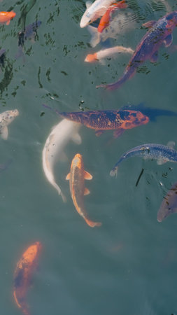 River fish in a school eagerly waiting for food in fresh clear river water.の写真素材