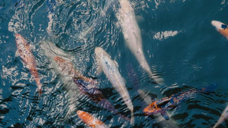 River fish gathering in water awaiting food during summer feeding time.の写真素材