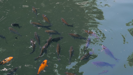 Freshwater river fish group waiting near the surface for food during daylight.の写真素材