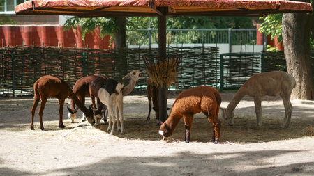Llamas feed on hay near zoo fence in open space with green areaの写真素材