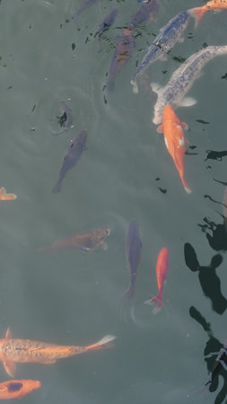River fish gathering in water awaiting food during summer feeding time.の写真素材