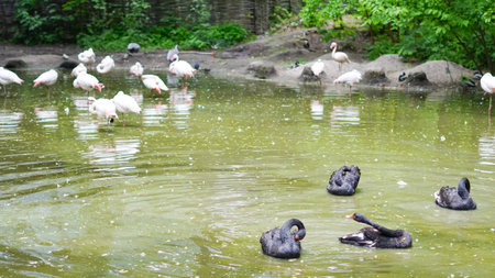 Flamingos wading near black swans on lake in serene park environmentの写真素材