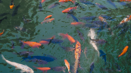 Freshwater river fish group waiting near the surface for food during daylight.の写真素材