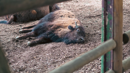 Buffalo resting calmly in zoo enclosure during daylight and warm weather.の写真素材