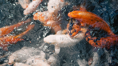River fish gathering in water awaiting food during summer feeding time.