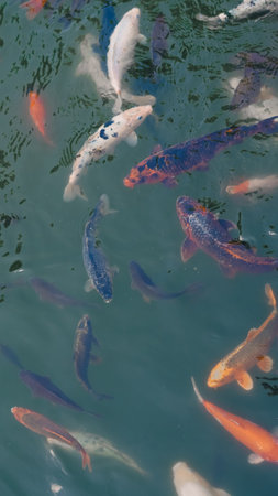 River fish in a school eagerly waiting for food in fresh clear river water.の写真素材