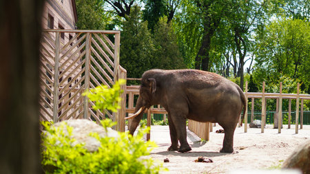 Peaceful elephant inside zoo paddock surrounded by trees and fenceの写真素材