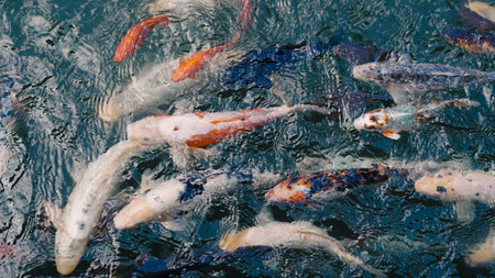 Freshwater river fish group waiting near the surface for food during daylight.の写真素材