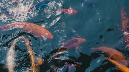 River fish in a school eagerly waiting for food in fresh clear river water.の写真素材