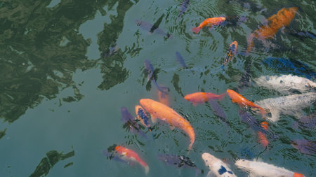 River fish in a school eagerly waiting for food in fresh clear river water.の写真素材