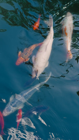 Fish in a school eagerly waiting for food in clear water.の写真素材