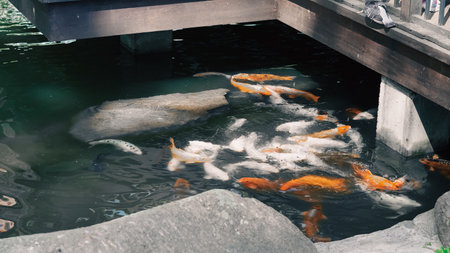 Fish gathering in water awaiting food during summer feeding time.の写真素材