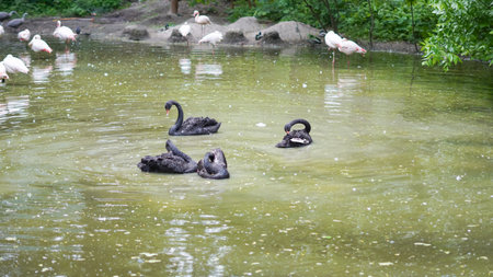 Flamingos wading near black swans on lake in serene park environmentの写真素材