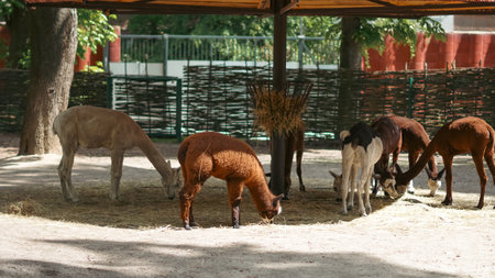 Llamas feed on hay near zoo fence in open space with green areaの写真素材