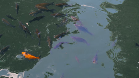 Freshwater river fish group waiting near the surface for food during daylight.の写真素材