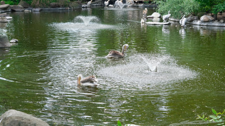 Large pelicans swimming and resting on a sunny summer lake shore.の写真素材